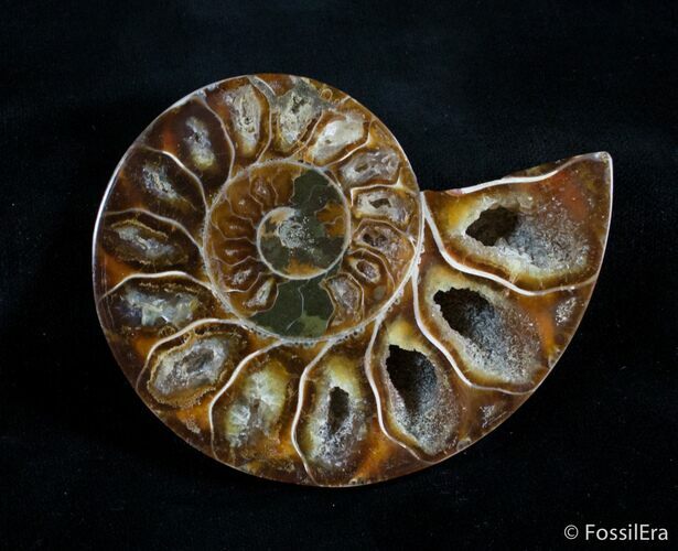 Inch Desmoceras Ammonite (HALF) #2988